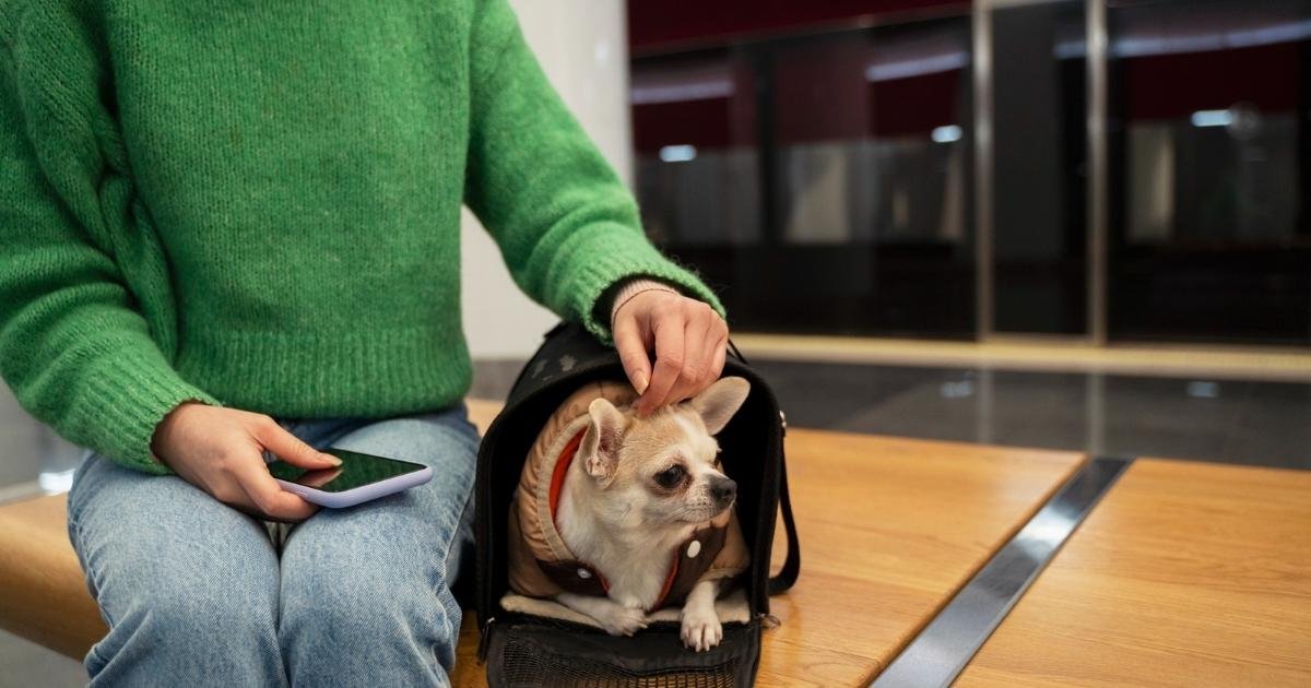 pet boarding