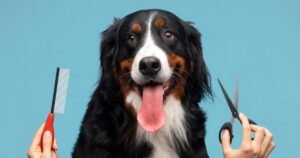 pet groomer near me