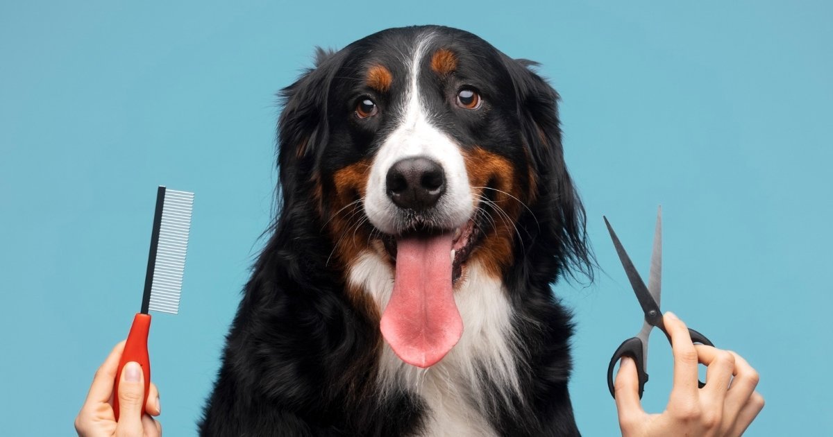 pet groomer near me